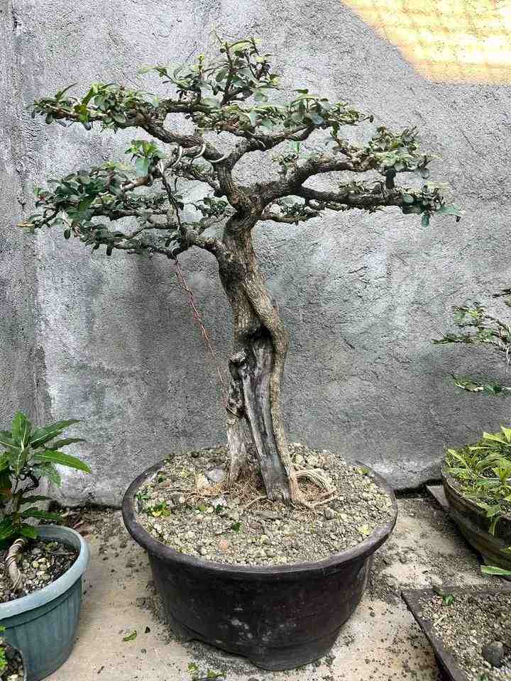 Bonsai Bidara